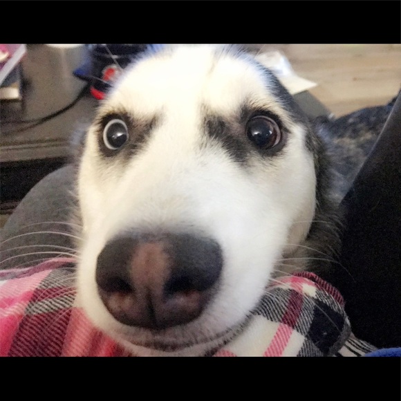 Meet the Posher - Picture 3 of 5